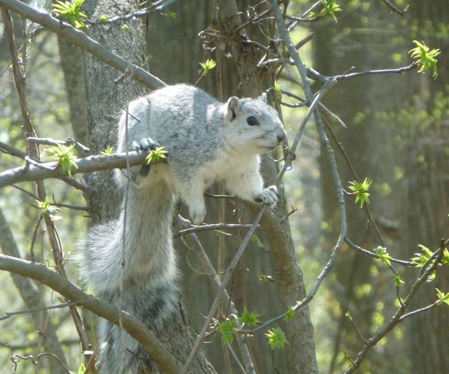 Delmarva fox squirrel
